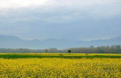 Kashmir Travel Agents
