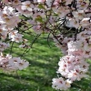 Special Kashmir Valley Tour