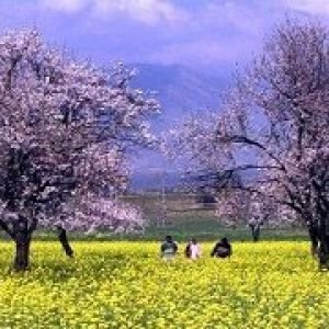 Cheapest Kashmir Tour