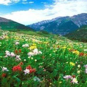 Travel Agency in Kashmir