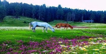 Holiday in Gulmarg Kashmir