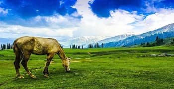 Gulmarg Chennai Tour For Couple