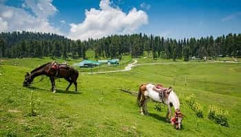 3 Night 4 Days Gulmarg Honeymoon Tour