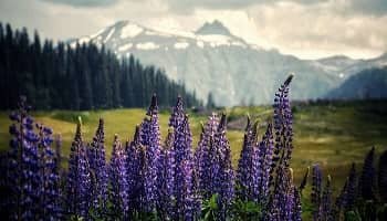Cheap Gulmarg Family Tour 4 Days