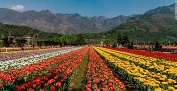 Kashmir Tulip Trip April